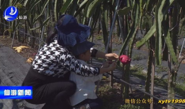 蛟龙果是什么水果,揭秘神秘水果的传奇魅力