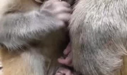 小猴子的视频,小猴子视频集锦