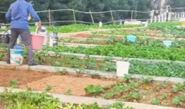 种菜视频,跟随种菜视频，体验自给自足的农耕乐趣