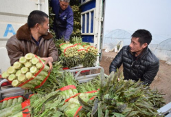 日本va视频,探索视觉艺术与音乐融合的视听盛宴