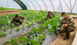 种菜视频,跟随种菜视频，体验自给自足的农耕乐趣