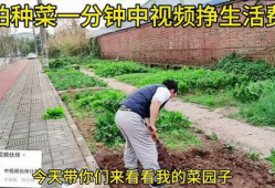 种菜视频,跟随种菜视频，体验自给自足的农耕乐趣