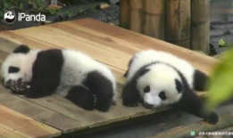 貘交配视频,揭秘珍稀动物的爱情瞬间