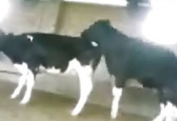 貘交配视频,揭秘珍稀动物的爱情瞬间