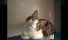 猫猫搞笑视频,猫咪搞笑视频大盘点