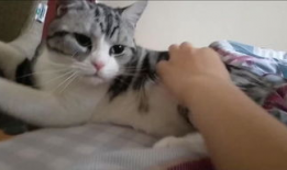 猫猫搞笑视频,猫咪搞笑视频大盘点