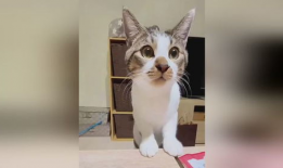 猫猫搞笑视频,猫咪搞笑视频大盘点