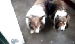 貘交配视频,揭秘珍稀动物的爱情瞬间